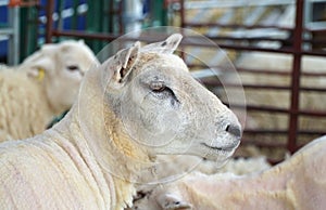 Close Up of Head of Shorn Sheep in Shearing Pen