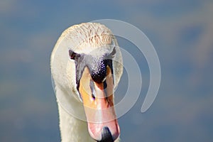 Close up head shot of an adult mute swan looking forwards.