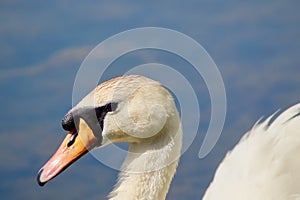 Close up head shot of an adult mute swan looking sideways.