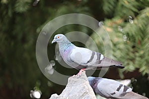 Close up head shot of beautiful speed racing pigeon bird