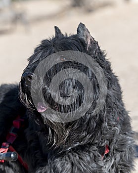 Close up head shot of a Bouvier Dog