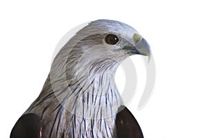 Close up head shot of brahminy kite isolated white background