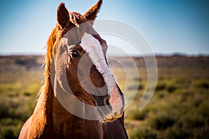 Close up head shot of brown horse on a sunny day