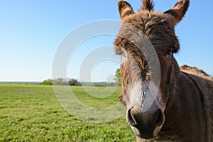Close up and Head shot of Donkey
