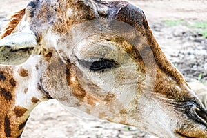 Close up of head shot of a giraffe in zoo