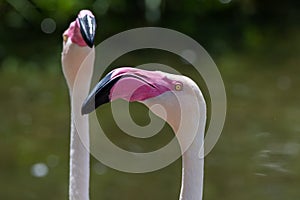 A close up head shot of a Greater Flamingo Phoenicopterus roseus looking at the pink beak