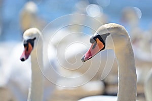 Head shot of a group of swans