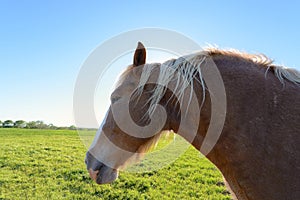 Close up and Head shot of Horse