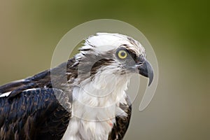 Close up head shot of an Osprey