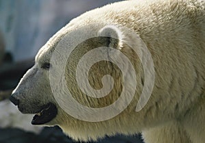 Close-up head shot of a Polar Bear.