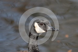 Close up head shot portrait of a Canada goose