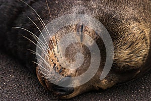 close up head shot of sealion asleep on cement