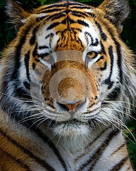 Close up head shot of a siberian tiger looking at camera. The big cat is a dangerous predator, has orange and white fur with black