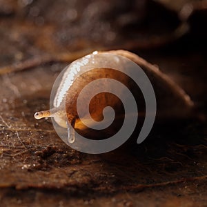 close up head shot of slug