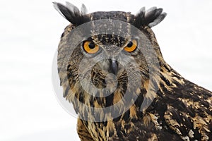 A close up head shot of a stunning Great horned owl