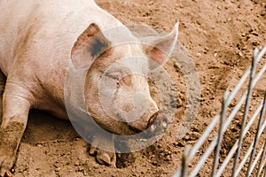 Close up head shot of sweet smiling single dirty young domestic pink pig with muddy face, big ears, dirty hoooves longing to be ou