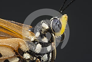 Close up head shot of tawny coster buttefly