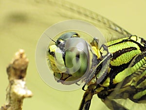 Cabeza de vistoso verde coleccionistas 