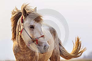 Close up head shot of white horse with beautiful rim light again