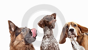Close-up head shots of four happy and smiling dogs of different breeds