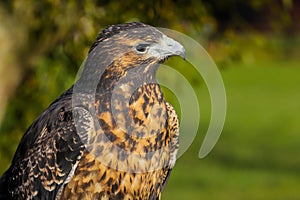 Close up head and shoulders of a Grey Buzzard Eagle