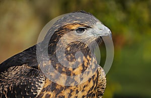Close up head and shoulders of a Grey Buzzard Eagle