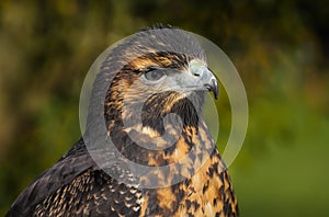 Close up head and shoulders of a Grey Buzzard Eagle
