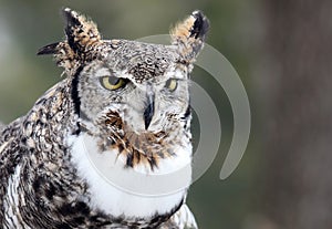 Close up image of a great horned owl