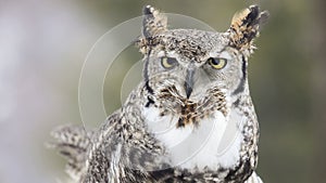Close up image of a great horned owl