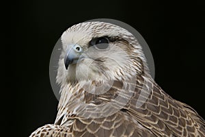 Saker Falcon falco cherrug bird of prey