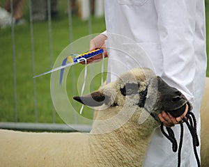 Close up of the head of a Shropshire sheep with its handler holding a winners rosette
