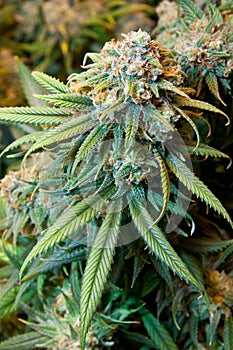 Close up of the head of a Skunk Cannabis plant