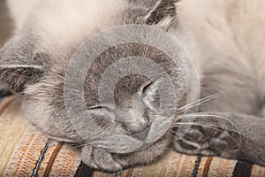 Close-up of the head of a sleeping gray cat