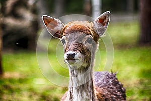 Close-up of the head of a small bambi in rich colors