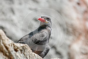 Close-up of the head of a small Inca Tern
