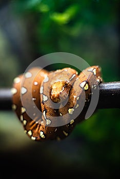 Close-up of the head of a small snake orange on a background of green leaves dof sharp focus space for text macro reptile jungle
