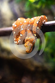 Close-up of the head of a small snake orange on a background of green leaves dof sharp focus space for text macro reptile jungle