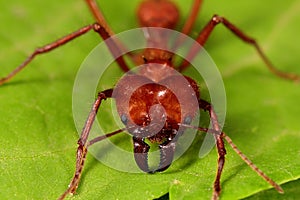 Atta cephalotes soldier-leafcutter ant/leaf cutting ant photo