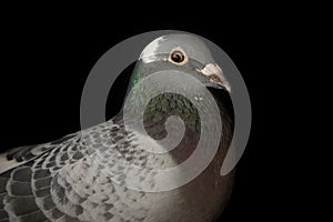 Close up head of speed racing pigeon bird on black background