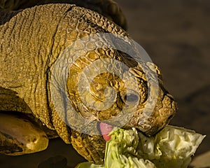 Close up of head of a Sulcata Tortoise