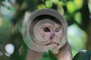 Close up of the head from a suprised capuchin monkey, cebus albifrons
