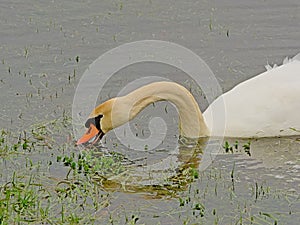 Close up of the head of a swan foraging in the pond