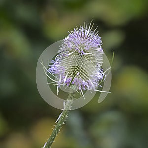 the head of a teasel close up