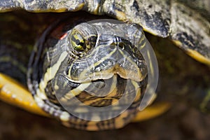 Close-Up of the Head of a Terrapin Turtle