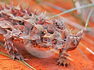 Close up of the head of a thorny devil lizard