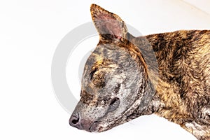 Close-up of head tiger-striped brown dog is lying sleep on white background.