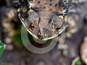 Close-up of head of a Toad Bufo melanostictus