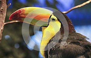 A Close Up of the Head of a Toucan