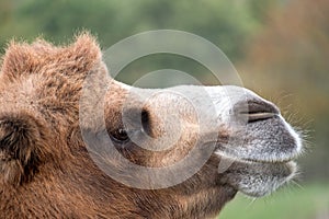 Close up of head of a two humped brown furry bactrian camel photographed at Port Lympne Safari Park in Kent, UK