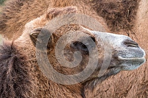 Close up of head of a two humped brown furry bactrian camel photographed at Port Lympne Safari Park in Kent, UK